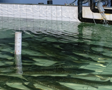 Improving the quality and production volume of farmed fish