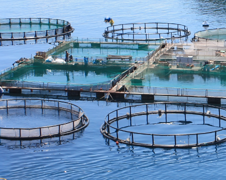 365-day remote monitoring of marine aquaculture cages