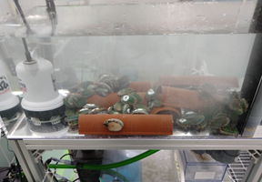 Abalone tank image
