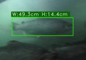 Fish size estimation image