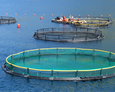 Challenges in automating land and sea aquaculture