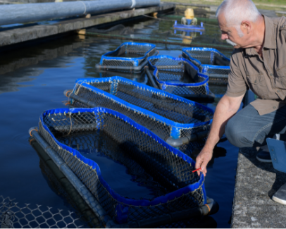 Challenges for new entrants to land-based aquaculture