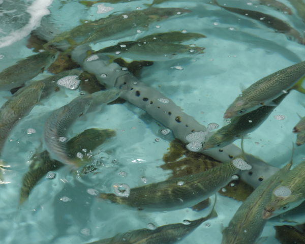 Image of water quality management of mackerel farming cages