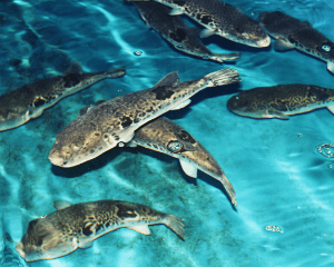 Water quality management of hot spring tiger puffer fish tank Image