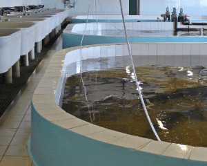 温泉トラフグ生簀の水質管理