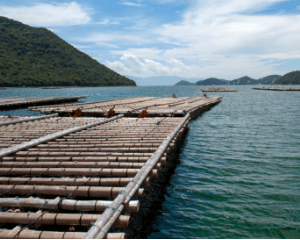 Image of water quality control for pearl farming