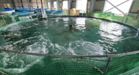 Water quality management of yellowtail farming cages image