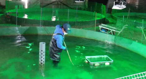 Image of water quality management of flounder farming cages